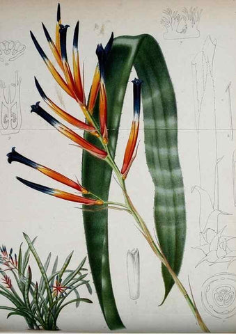 Reproducción/Reproduction 49157742468: Belgique horticole.. Liége.. 