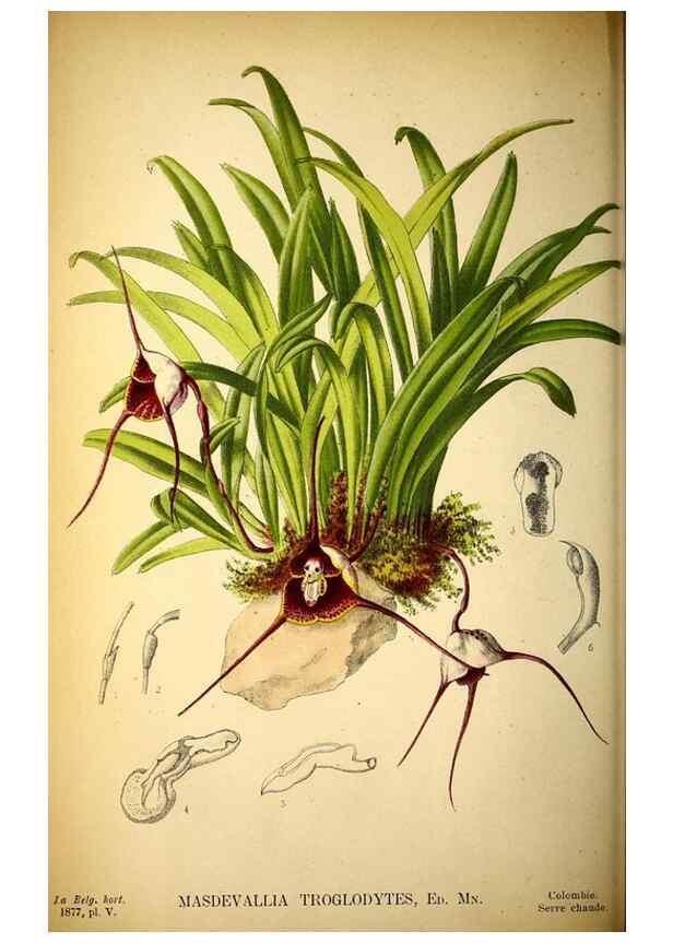 Reproducción/Reproduction 49158451547: Belgique horticole.. Liége.. 