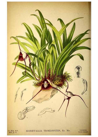 Reproducción/Reproduction 49158451547: Belgique horticole.. Liége.. 
