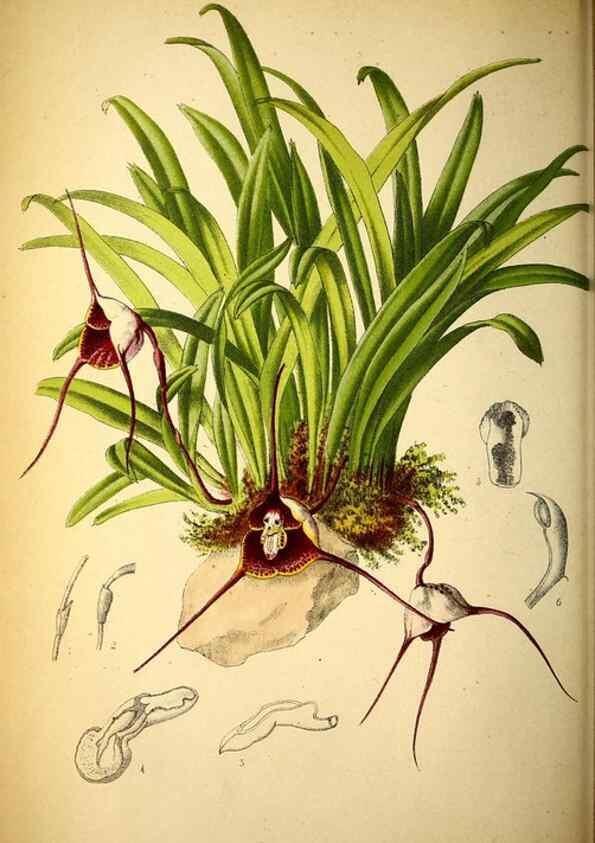 Reproducción/Reproduction 49158451547: Belgique horticole.. Liége.. 