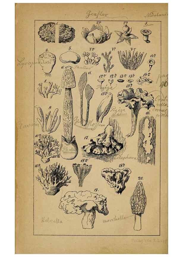 Reproducción/Reproduction 49158043087: Der Führer in die Pilzkunde :. Zerbst :Verlag von E. Luppe's Buchhandlung,1871.. 