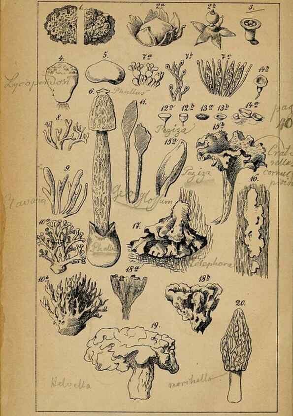 Reproducción/Reproduction 49158043087: Der Führer in die Pilzkunde :. Zerbst :Verlag von E. Luppe's Buchhandlung,1871.. 