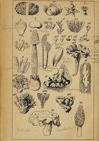 Reproducción/Reproduction 49158043087: Der Führer in die Pilzkunde :. Zerbst :Verlag von E. Luppe's Buchhandlung,1871.. 