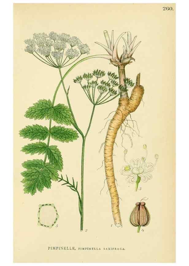 Reproducción/Reproduction 49157978307: Billeder af Nordens flora,. København,G.E.C. Gad,1901-1903 [i.e. 1907]. 
