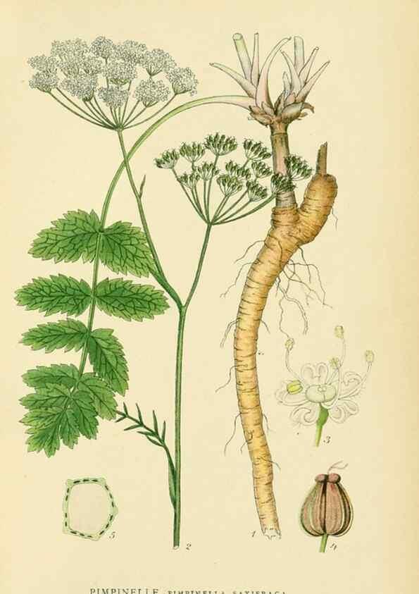 Reproducción/Reproduction 49157978307: Billeder af Nordens flora,. København,G.E.C. Gad,1901-1903 [i.e. 1907]. 