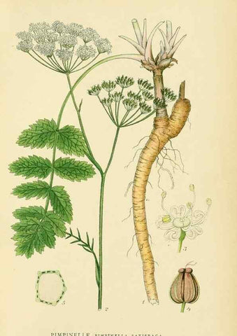 Reproducción/Reproduction 49157978307: Billeder af Nordens flora,. København,G.E.C. Gad,1901-1903 [i.e. 1907]. 
