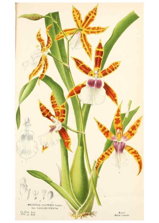 Reproducción/Reproduction 49157893908: Belgique horticole.. Liége.. 