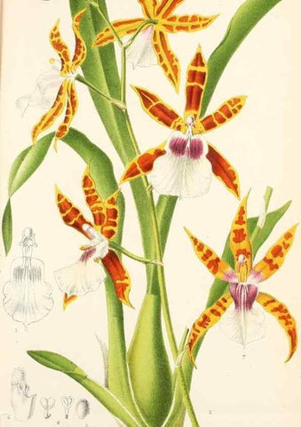 Reproducción/Reproduction 49157893908: Belgique horticole.. Liége.. 