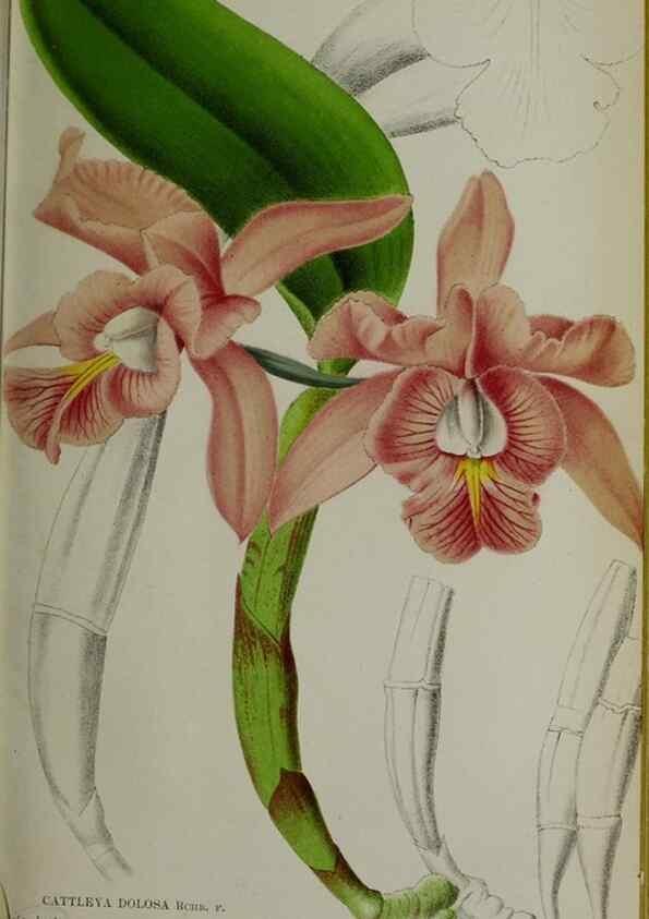 Reproducción/Reproduction 49157894778: Belgique horticole.. Liége.. 