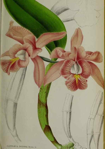 Reproducción/Reproduction 49157894778: Belgique horticole.. Liége.. 