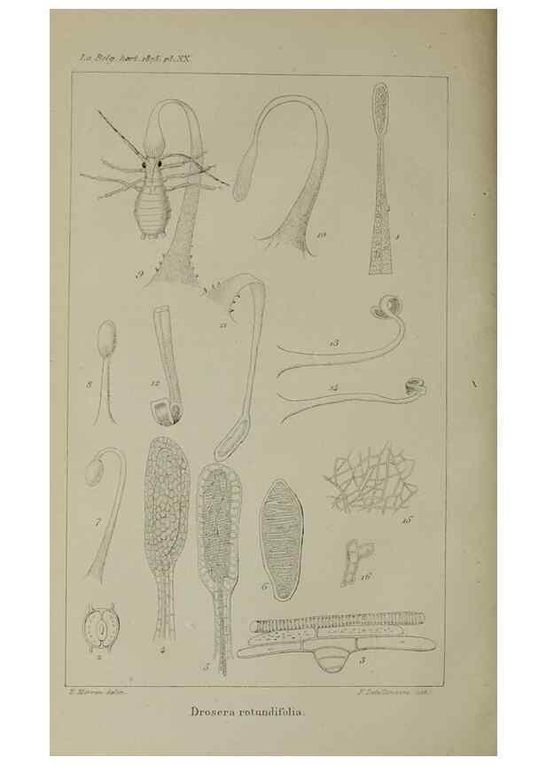 Reproducción/Reproduction 49158491301: Belgique horticole.. Liége.. 