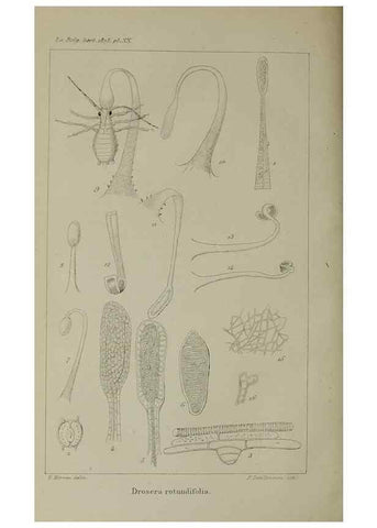 Reproducción/Reproduction 49158491301: Belgique horticole.. Liége.. 