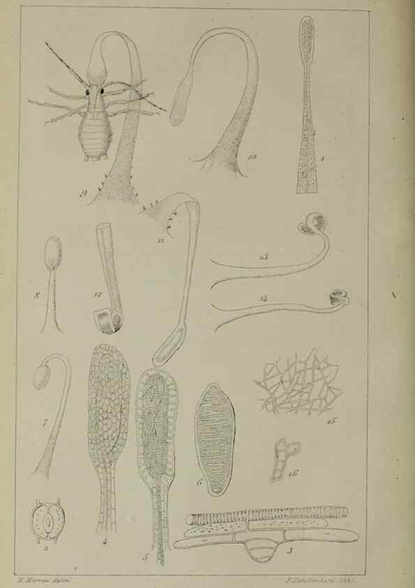 Reproducción/Reproduction 49158491301: Belgique horticole.. Liége.. 