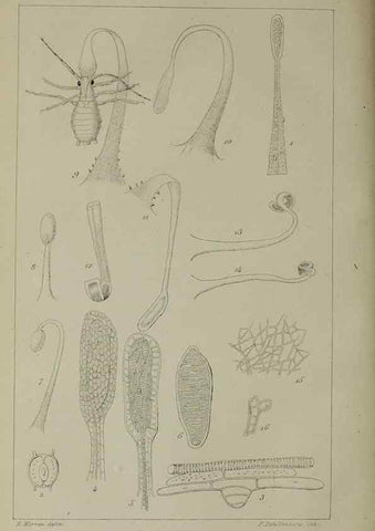 Reproducción/Reproduction 49158491301: Belgique horticole.. Liége.. 