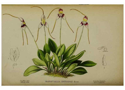 Reproducción/Reproduction 49158713537: Belgique horticole.. Liége.. 