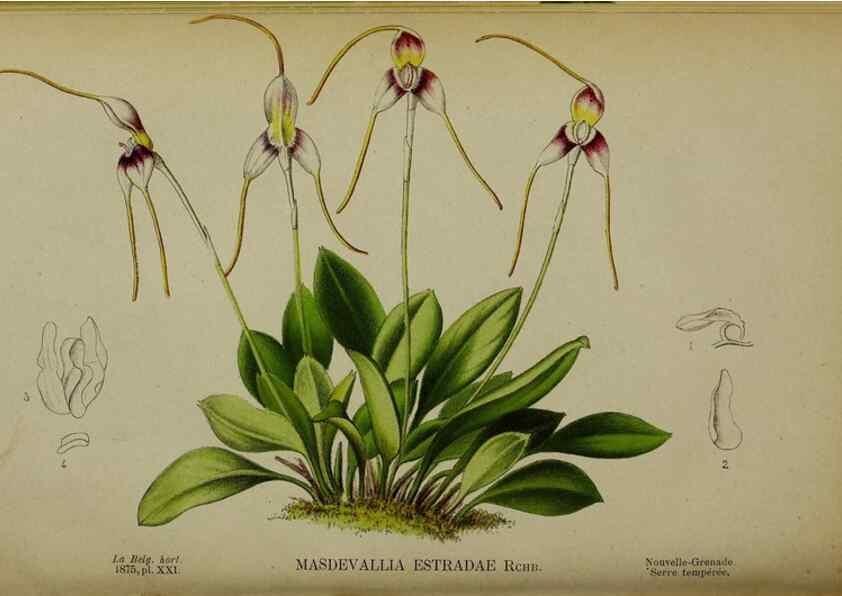 Reproducción/Reproduction 49158713537: Belgique horticole.. Liége.. 