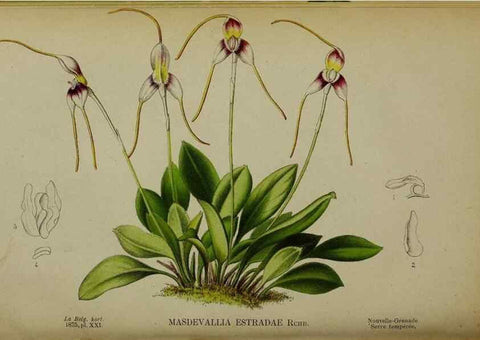 Reproducción/Reproduction 49158713537: Belgique horticole.. Liége.. 
