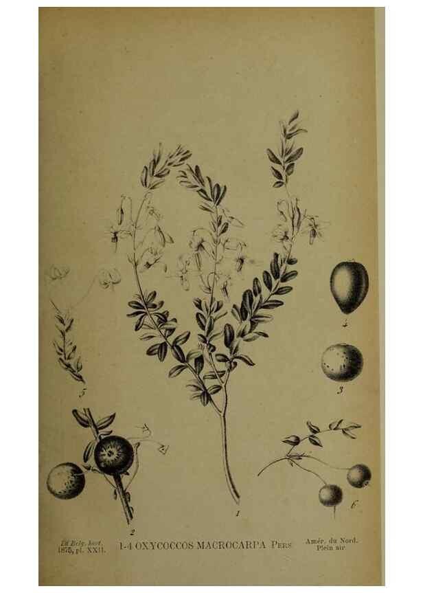 Reproducción/Reproduction 49158006423: Belgique horticole.. Liége.. 