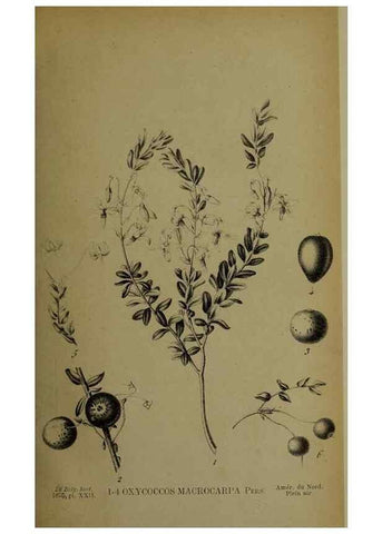 Reproducción/Reproduction 49158006423: Belgique horticole.. Liége.. 
