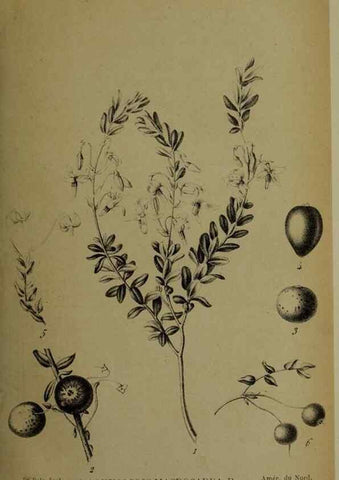 Reproducción/Reproduction 49158006423: Belgique horticole.. Liége.. 