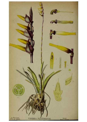 Reproducción/Reproduction 49158006778: Belgique horticole.. Liége.. 