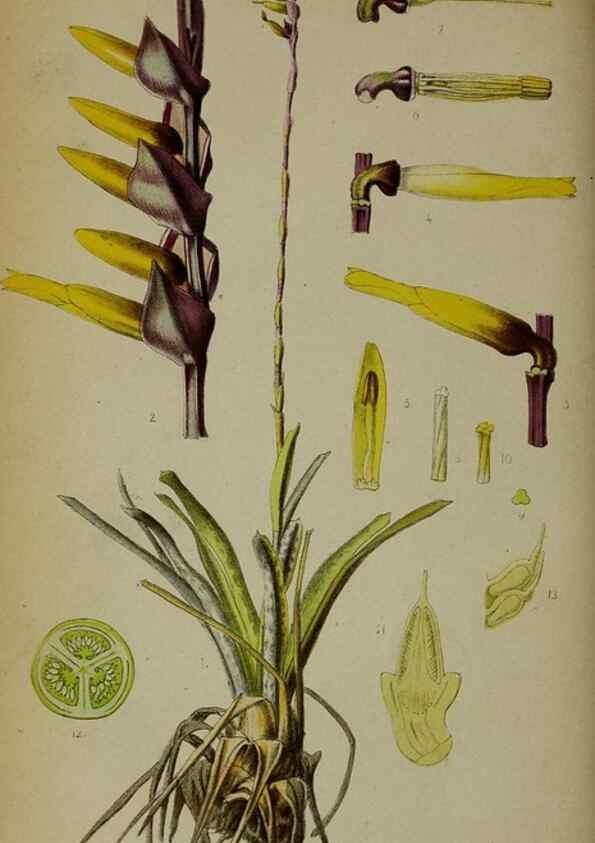Reproducción/Reproduction 49158006778: Belgique horticole.. Liége.. 