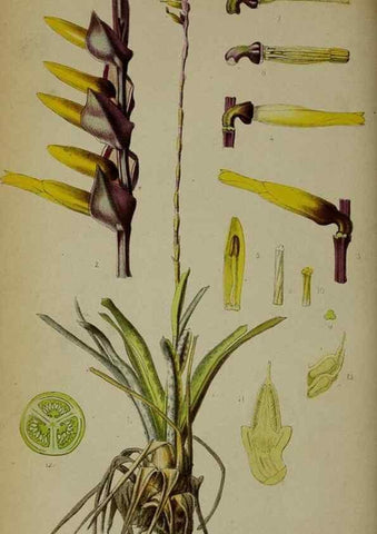 Reproducción/Reproduction 49158006778: Belgique horticole.. Liége.. 