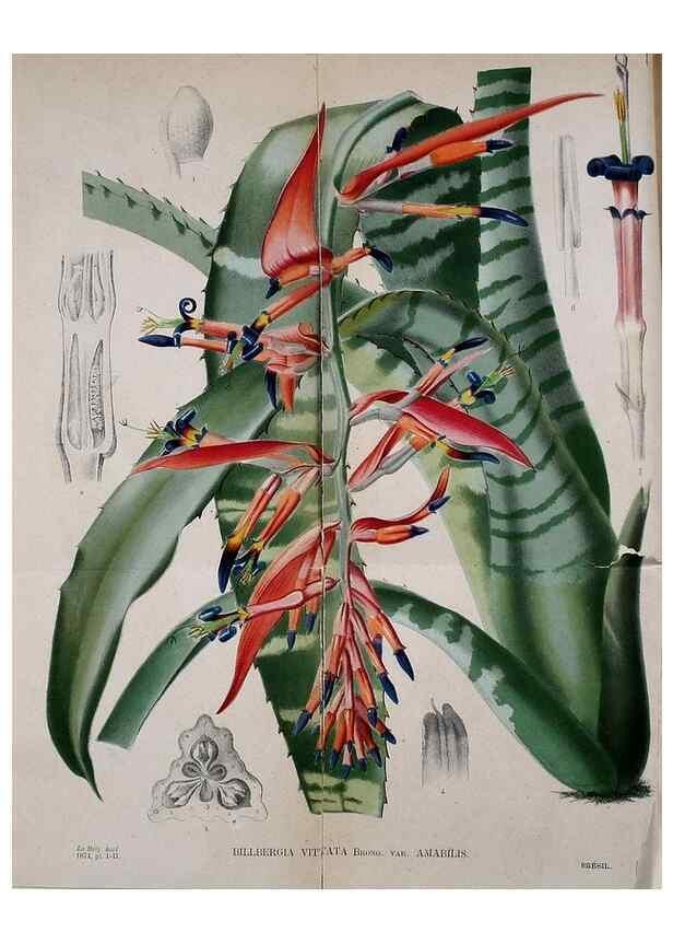 Reproducción/Reproduction 49158667961: Belgique horticole.. Liége.. 