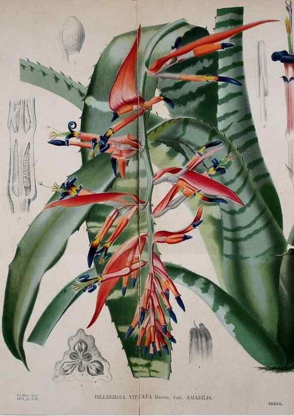Reproducción/Reproduction 49158667961: Belgique horticole.. Liége.. 
