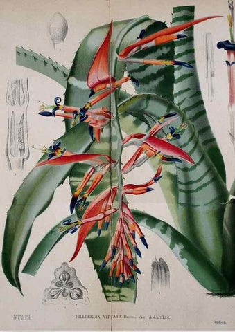 Reproducción/Reproduction 49158667961: Belgique horticole.. Liége.. 