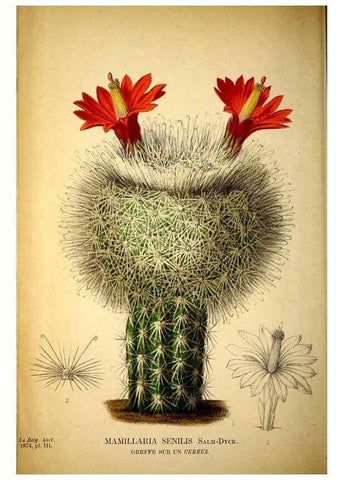 Reproducción/Reproduction 49158890787: Belgique horticole.. Liége.. 