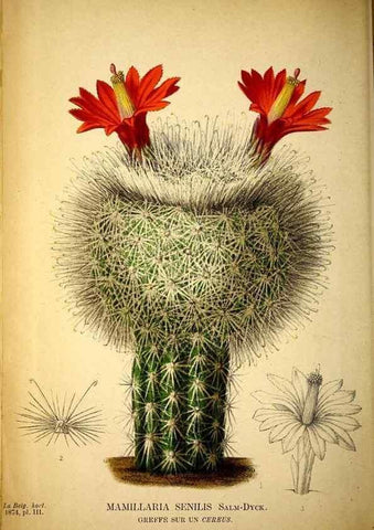 Reproducción/Reproduction 49158890787: Belgique horticole.. Liége.. 