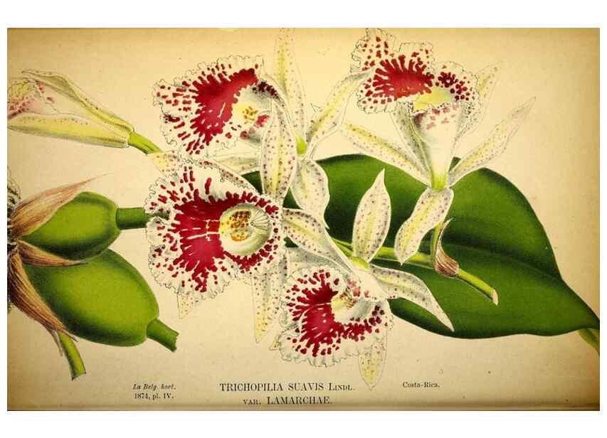 Reproducción/Reproduction 49158891312: Belgique horticole.. Liége.. 