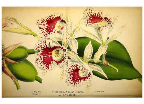 Reproducción/Reproduction 49158891312: Belgique horticole.. Liége.. 
