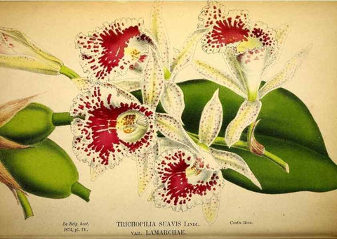 Reproducción/Reproduction 49158891312: Belgique horticole.. Liége.. 