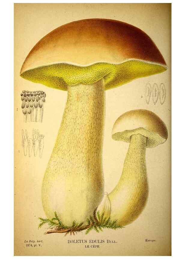 Reproducción/Reproduction 49158669081: Belgique horticole.. Liége.. 