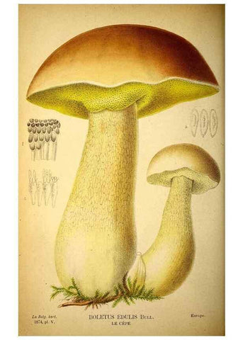 Reproducción/Reproduction 49158669081: Belgique horticole.. Liége.. 