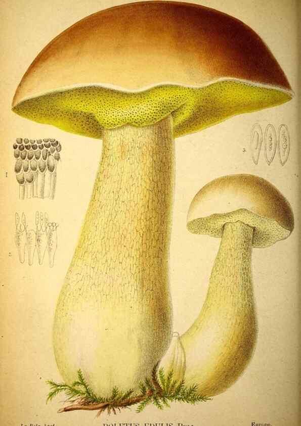 Reproducción/Reproduction 49158669081: Belgique horticole.. Liége.. 