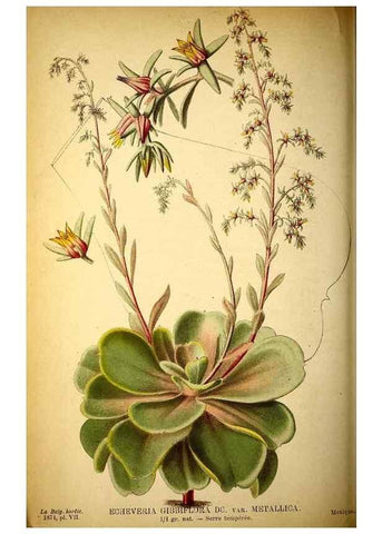 Reproducción/Reproduction 49158669816: Belgique horticole.. Liége.. 