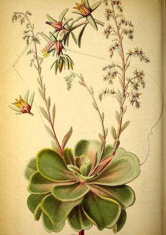 Reproducción/Reproduction 49158669816: Belgique horticole.. Liége.. 