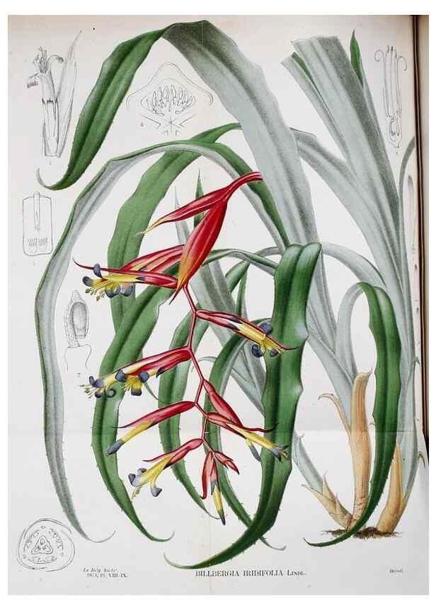 Reproducción/Reproduction 49158182873: Belgique horticole.. Liége.. 