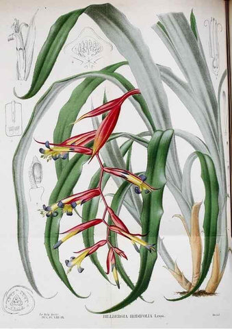 Reproducción/Reproduction 49158182873: Belgique horticole.. Liége.. 
