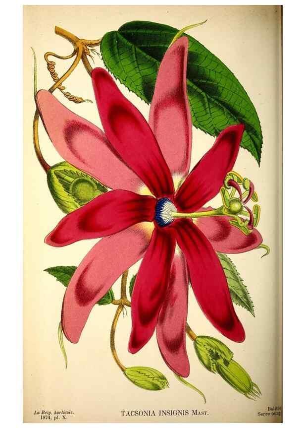 Reproducción/Reproduction 49158183258: Belgique horticole.. Liége.. 