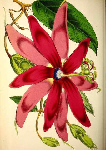 Reproducción/Reproduction 49158183258: Belgique horticole.. Liége.. 