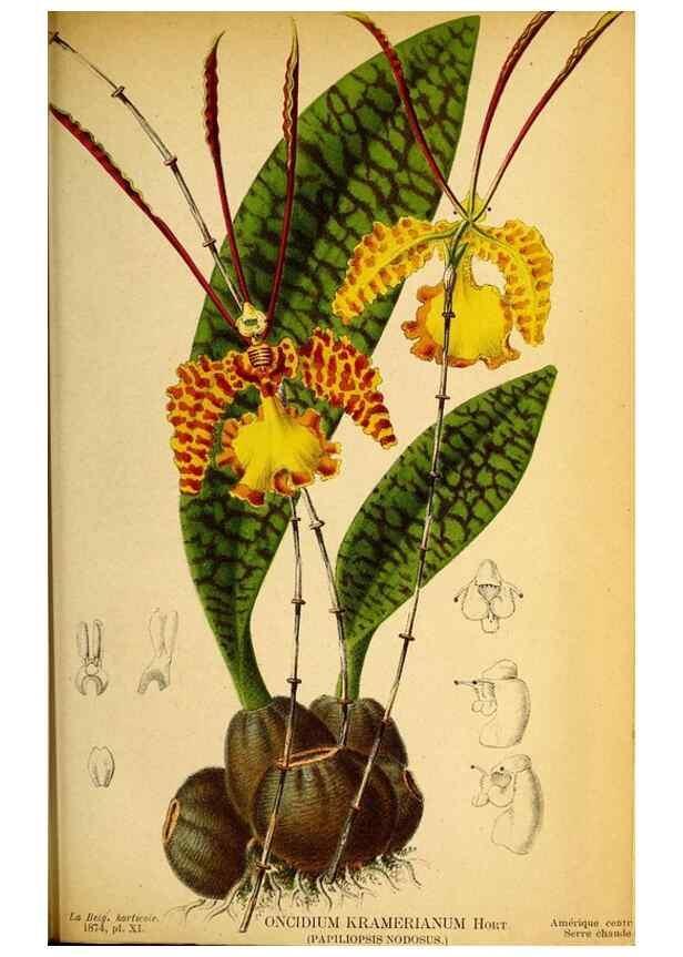 Reproducción/Reproduction 49158893392: Belgique horticole.. Liége.. 