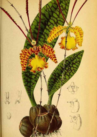 Reproducción/Reproduction 49158893392: Belgique horticole.. Liége.. 