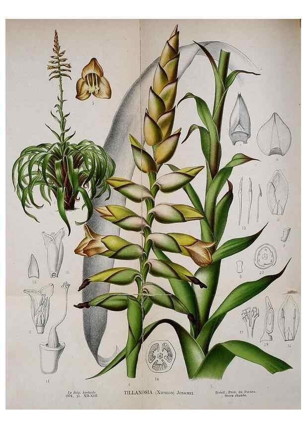 Reproducción/Reproduction 49158183883: Belgique horticole.. Liége.. 