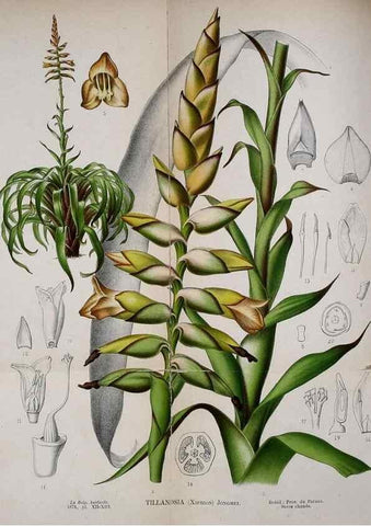 Reproducción/Reproduction 49158183883: Belgique horticole.. Liége.. 