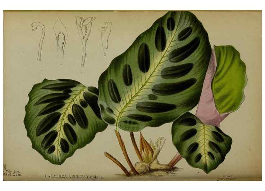 Reproducción/Reproduction 49158712357: Belgique horticole.. Liége.. 