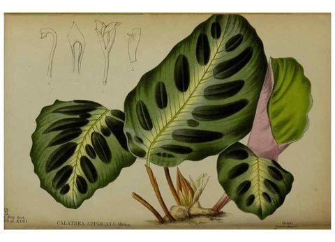 Reproducción/Reproduction 49158712357: Belgique horticole.. Liége.. 
